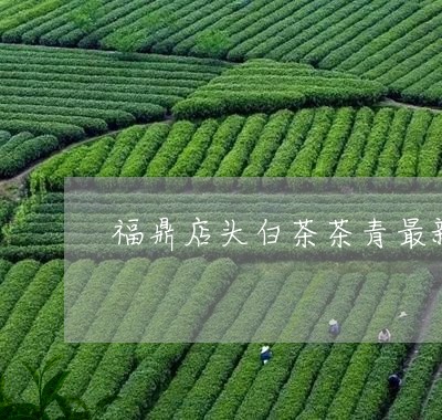 福鼎店头白茶茶青最新价格/2023092572128