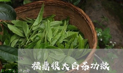 福鼎很大白茶功效/2023112657050