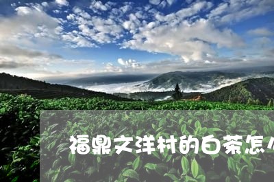 福鼎文洋村的白茶怎么样/2023110135071