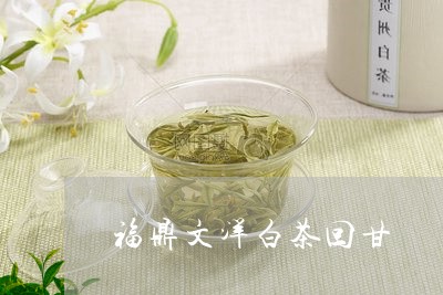 福鼎文洋白茶回甘/2023070769585