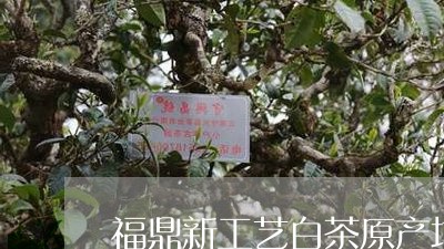 福鼎新工艺白茶原产地/2023091520482