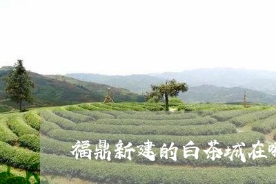 福鼎新建的白茶城在哪/2023120651825