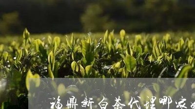 福鼎新白茶代理哪家好一点/2023110960714