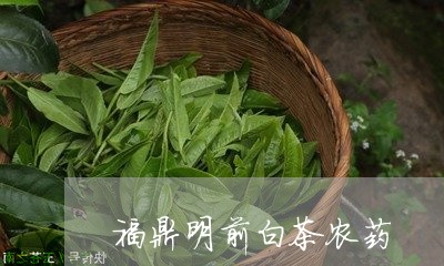 福鼎明前白茶农药/2023070706358