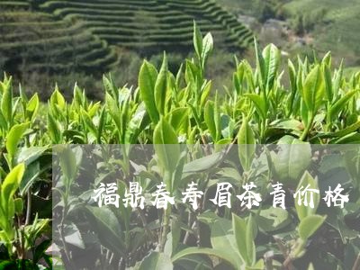 福鼎春寿眉茶青价格/2023120406159