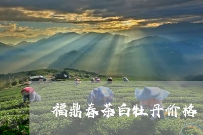 福鼎春茶白牡丹价格/2023120557402