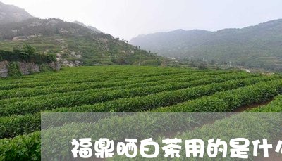 福鼎晒白茶用的是什么茶叶/2023042654160