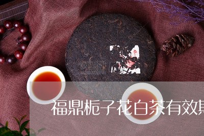 福鼎栀子花白茶有效期几年/2023110933827