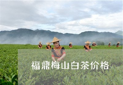 福鼎梅山白茶价格/2023112661673