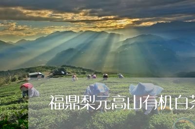 福鼎梨元高山有机白茶/2023091525160