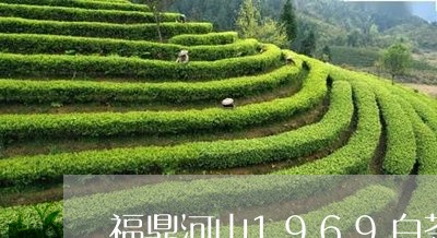 福鼎河山1969白茶/2023092700715