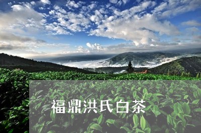 福鼎洪氏白茶/2023052218572