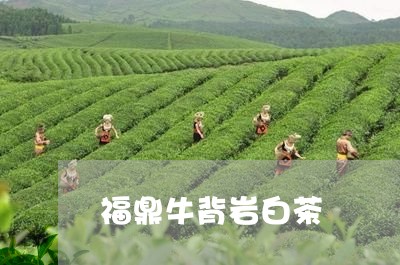 福鼎牛背岩白茶/2023060877463