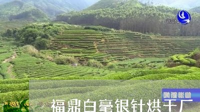 福鼎白毫银针烘干厂/2023120525926