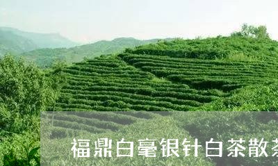 福鼎白毫银针白茶散茶/2023120863725