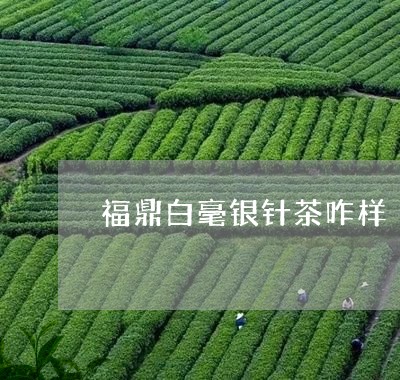 福鼎白毫银针茶咋样/2023120663925