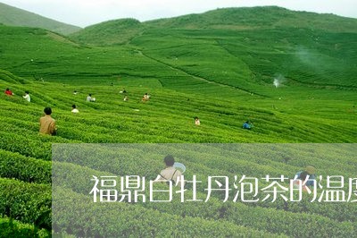 福鼎白牡丹泡茶的温度/2023120973826