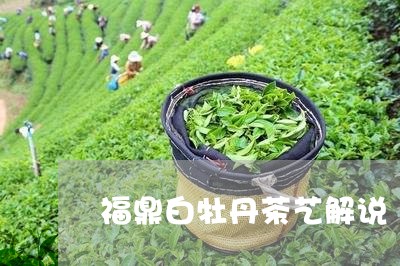 福鼎白牡丹茶艺解说/2023120527378