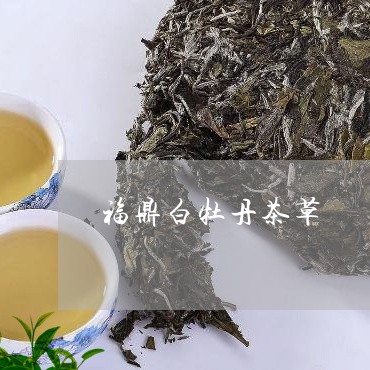 福鼎白牡丹茶草/2023112395260