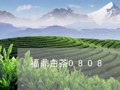 福鼎白茶0808/2023112605070