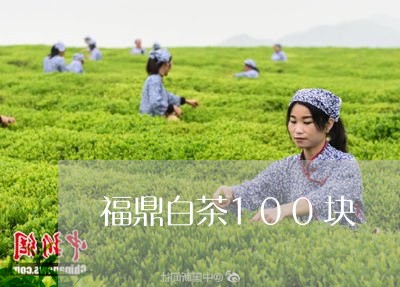 福鼎白茶100块/2023112690815