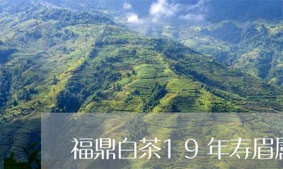 福鼎白茶19年寿眉属于什么茶/2023082671782