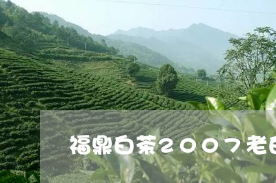 福鼎白茶2007老白茶/2023111614849