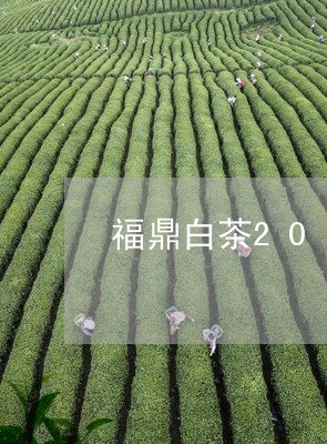 福鼎白茶2010年礼盒/2023062904737