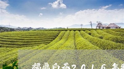 福鼎白茶2016年特级牡丹王/2023062950826