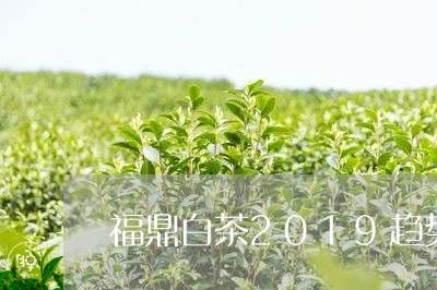 福鼎白茶2019趋势/2023092061415