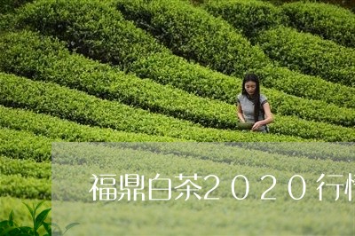 福鼎白茶2020行情/2023092727383