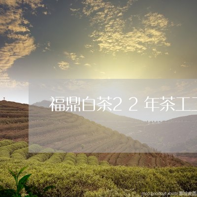 福鼎白茶22年茶工工钱/2023092239826