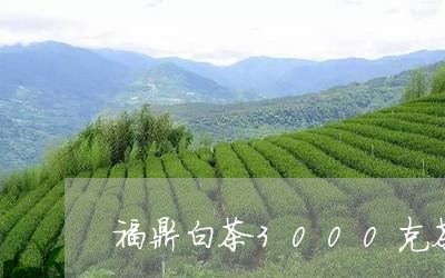 福鼎白茶3000克茶饼/2023092129473