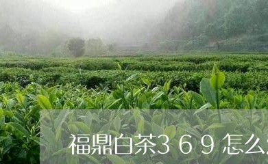 福鼎白茶369怎么泡/2023120751694