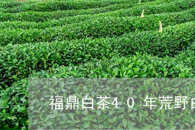 福鼎白茶40年荒野白茶/2023092251683