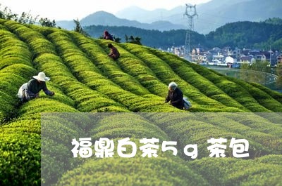 福鼎白茶5g茶包/2023090937483