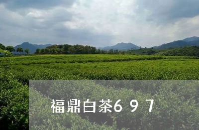 福鼎白茶697/2023112578482