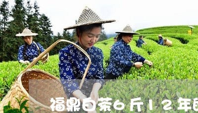 福鼎白茶6斤12年的多少钱/2023062889470