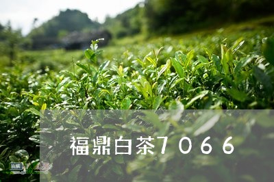 福鼎白茶7066/2023112629692