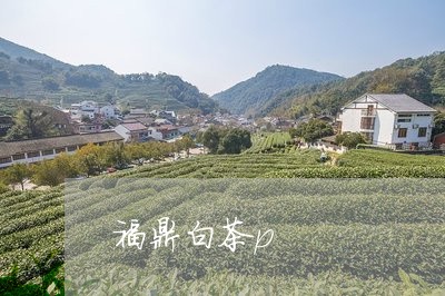 福鼎白茶p/2023051151715