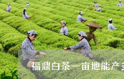 福鼎白茶一亩地能产多少斤/2023042644916