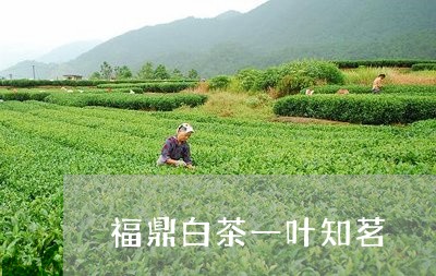 福鼎白茶一叶知茗/2023090930813