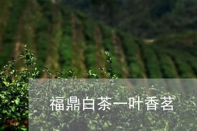 福鼎白茶一叶香茗/2023112695959