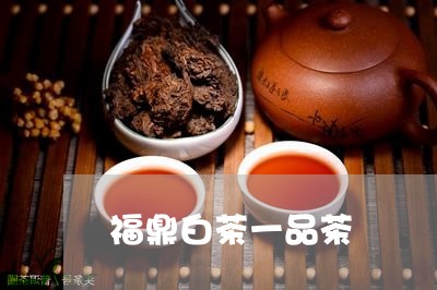 福鼎白茶一品茶/2023090984936