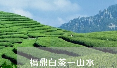 福鼎白茶一山水/2023112504361