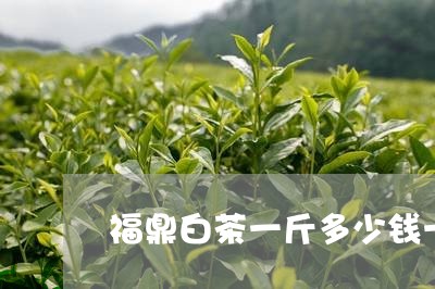 福鼎白茶一斤多少钱一斤啊/2023062925157