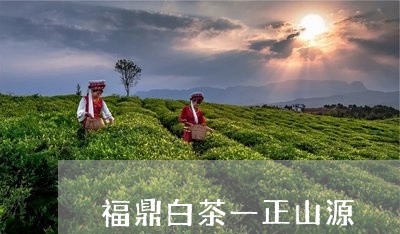 福鼎白茶一正山源/2023090930595