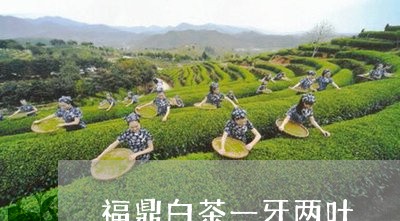 福鼎白茶一牙两叶/2023062890303