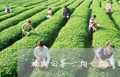 福鼎白茶一粒一粒圆的/2023062962805