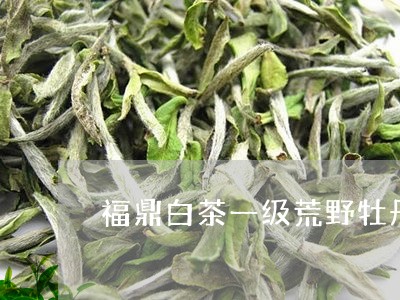 福鼎白茶一级荒野牡丹/2023091508572